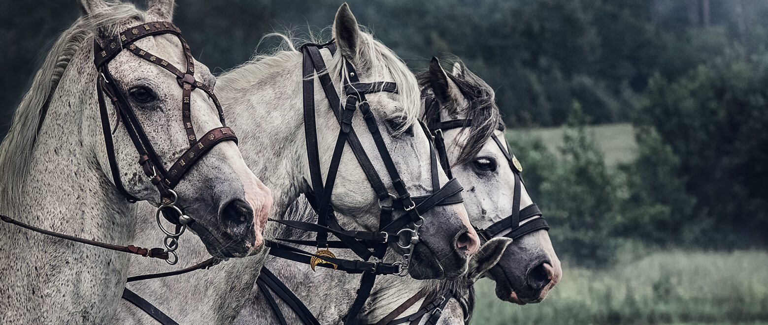 Four gray war horses